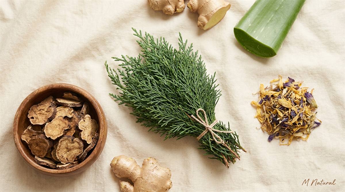 Trắc bá diệp là gì: lá tươi và thảo dược chăm sóc tóc M Natural