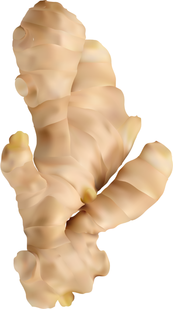 Gừng tươi - thảo dược M Natural