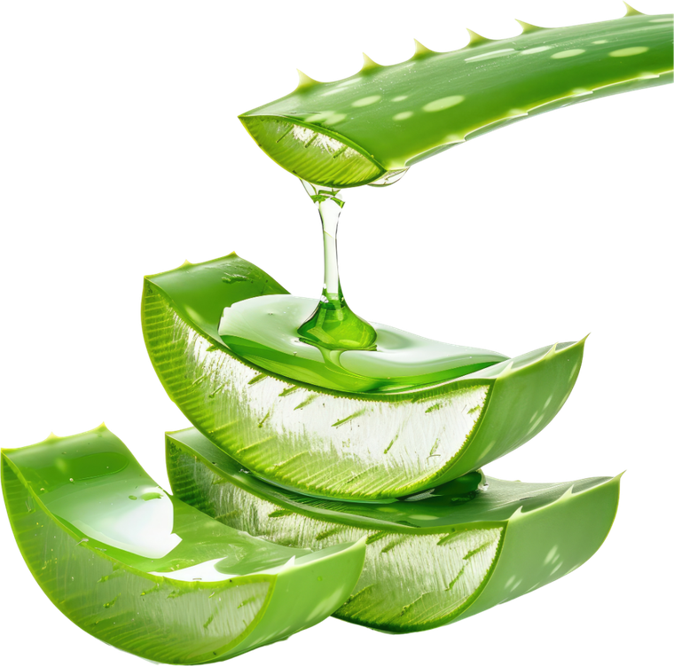 Lô hội - thảo dược M Natural